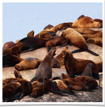 Stellar Sea Lions - Lounging